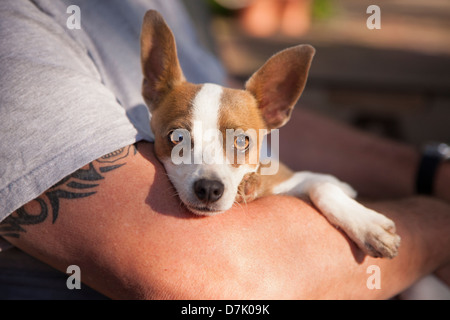 Cute Jack Russell Terrier regardent le Master la tient sur ses genoux. Banque D'Images