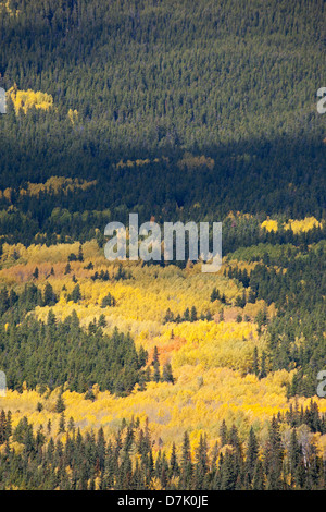 Arbres à feuilles caduques changeant de couleur jaune en automne dans la forêt boréale des Rocheuses Banque D'Images