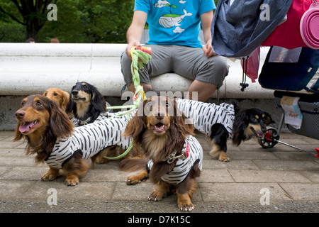 Une famille de teckels se détendre avec leurs humains sur un dimanche après-midi à Tokyo, Japon, Parc Yoyogi. Banque D'Images