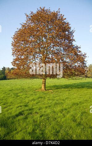 La Norvège érable, Acer platanoides, champ d'herbe verte dans le Suffolk, Angleterre Banque D'Images