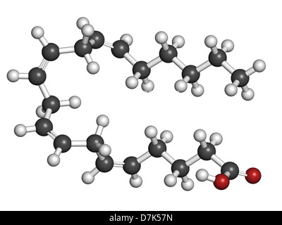 L'acide arachidonique (AA, ARA) acides gras polyinsaturés oméga-6, le modèle moléculaire. Les atomes sont représentés comme des sphères. Banque D'Images