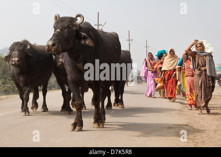 Les vaches et les femmes marchant sur une route rurale en Inde Banque D'Images