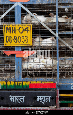 L'achat et la vente de poulets vivants à Mumbai, Inde Banque D'Images