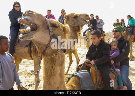 Israël, désert du Néguev, Mamshit nabatéenne la ville de Memphis, les adopter de nouveau sur la vie dans la période nabatéenne. Banque D'Images