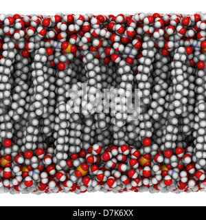 Palmitoyloleoylphosphatidyllethanolamine (PAPE) membrane bicouche lipidique dans l'eau, le modèle moléculaire. Banque D'Images