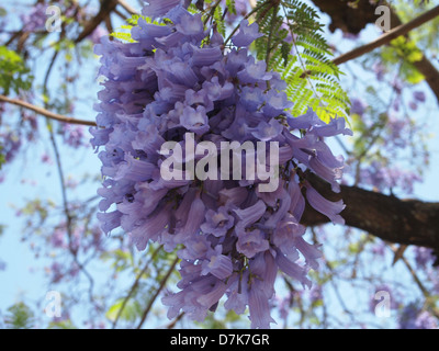 Un gros plan de nice fleurs violet sur un arbre Banque D'Images