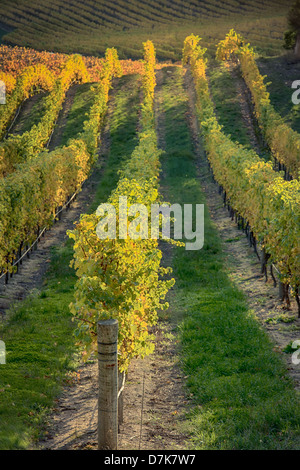 L'automne apporte une touche d'or pour les vignobles de la région viticole de Adelaide Hills. Banque D'Images