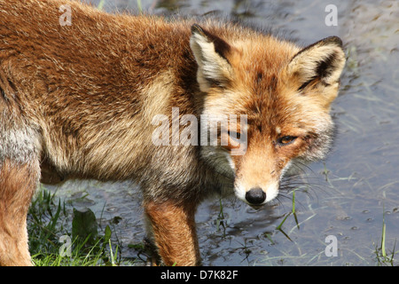 Close-up portrait détaillé d'un wild Red Fox (Vulpes vulpes) Eau potable sur une chaude journée de printemps Banque D'Images