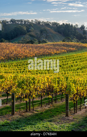 L'automne apporte une touche d'or pour les vignobles de la région viticole de Adelaide Hills. Banque D'Images