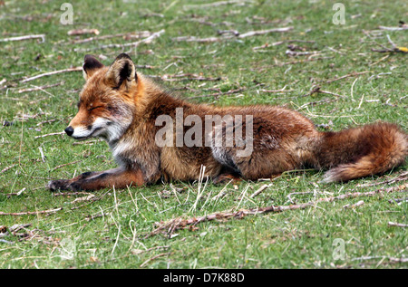 Close-up portrait détaillé d'un wild Red Fox (Vulpes vulpes) farniente au soleil de l'été Banque D'Images