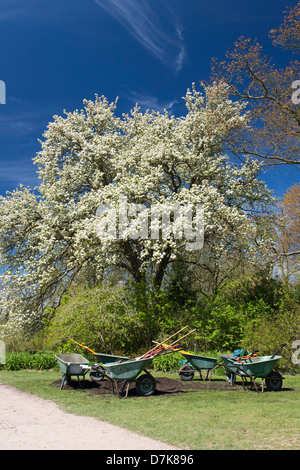 Pyrus Pashia. Himalayen sauvage poirier en fleurs à RHS Wisley Gardens, Surrey, Angleterre Banque D'Images