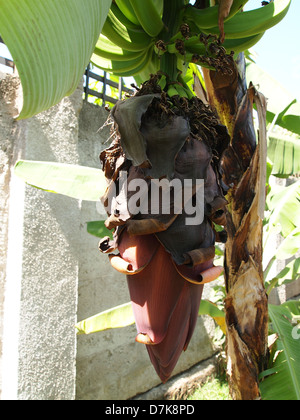 Un gros plan d'une fleur de bananier Banque D'Images