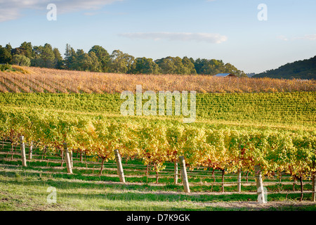 L'automne apporte une touche d'or pour les vignobles dans les collines d'Adélaïde en Australie du Sud Banque D'Images