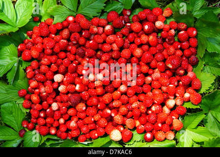 Peu de fraise sauvage et de feuilles en arrière-plan Banque D'Images