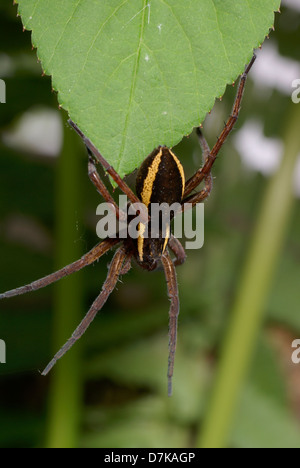 Grosse araignée effrayante sur la feuille verte Banque D'Images