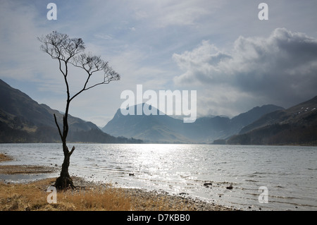 Lone Tree silhouetted at Buttermere dans le Lake District Banque D'Images