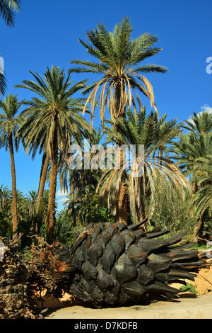 Oasis Mides dans les montagnes près de la frontière algérienne. Au sud de la Tunisie. Banque D'Images