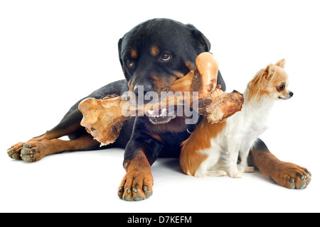 Portrait d'un rottweiler pure race avec de l'os et chihuahua in front of white background Banque D'Images