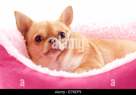 Portrait of a cute chihuahua pure race couché in front of white background Banque D'Images