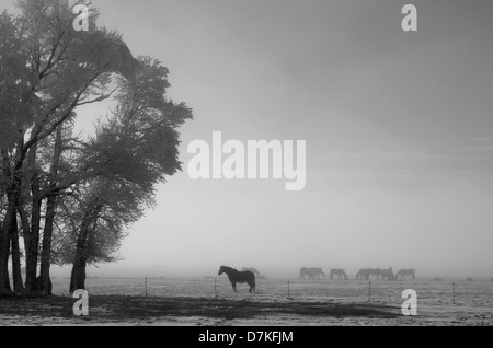 Un troupeau de chevaux est dispersée dans une montagne enneigée, le brouillard s'élève au-dessus de la rivière Arkansas dans l'arrière-plan. Banque D'Images