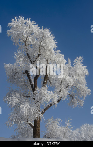 Un énorme arbre cottonwood est enduit d'une épaisseur de neige humide et se détache sur un ciel bleu de début du printemps. Banque D'Images