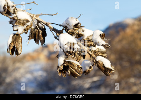 Neige sur yucca les coupelles de semences dans la région de Dragoon Mountains, au sud de Tucson, après l'hiver de neige dans le désert le 20 février 2013. Banque D'Images