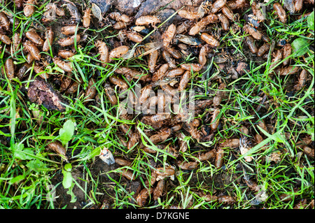 De l'émergence d'exosquelettes vides en mai 2012 de 'I' de la couvée de 17 ans cigales (Pristimantis) dans Rockbridge County, en Virginie. Banque D'Images