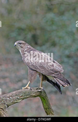 Buse variable sauvage perché sur branch Banque D'Images