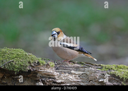 Sur branch Hawfinch mâle Banque D'Images