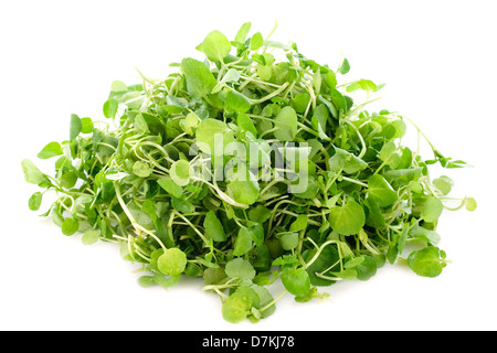 Le cresson de fontaine, Nasturtium officinale, in front of white background Banque D'Images