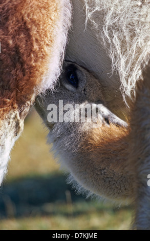 Guanaco (Lama guanicoe) calf suckling à mère, femme, le Chili. Banque D'Images