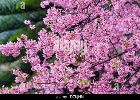 Sakura en fleurs roses fleurs Banque D'Images