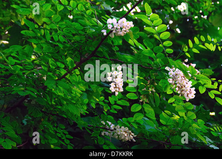 Robinia pseudoacacia, communément connu sous le nom de Black locust, est un arbre dans la sous-famille des Faboideae pois de la famille des Fabaceae. Banque D'Images