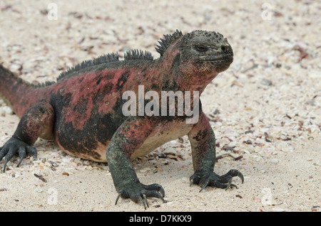 L'Equateur, Galapagos, Espanola, Punta Suarez. Iguane marin (Amblyrhynchus cristatus sauvages : venustissimus) sur une plage de sable. Banque D'Images