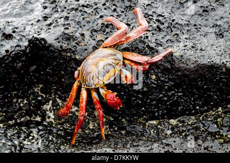 L'Equateur, Galapagos, Floreana, Punta Cormoran. Sally Lightfoot crab colorés (Wild : Grapsus grapsus) sur la pierre de lave. Banque D'Images