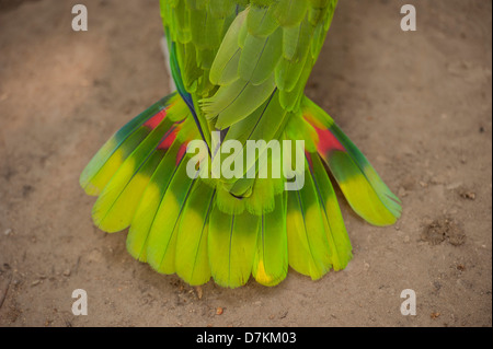 L'Amérique centrale, le Honduras, Roatan Roatan, le Jardin des Papillons, nuque jaune Amazone, perroquet, tail feathers Banque D'Images