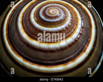 Close up de Sundial sea shell. Banque D'Images