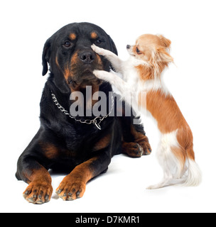 Portrait d'un rottweiler pure race et chihuahua in front of white background Banque D'Images