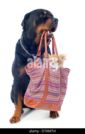 Portrait d'un chihuahua pure race rottweiler et dans un sac in front of white background Banque D'Images