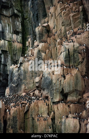 Les guillemots ou Serin du Brunniche, guillemots (Uria lomvia), colonie de nidification, Alkefjellet, Le Cap, le détroit d'Hinlopen Fanshaw, France Banque D'Images