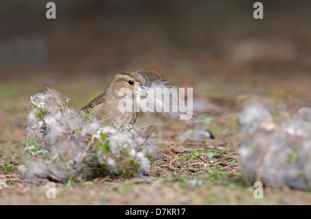 Chaffinch Fringilla coelebs femelle, rassemble des matériaux de nidification. Au printemps. Uk Banque D'Images