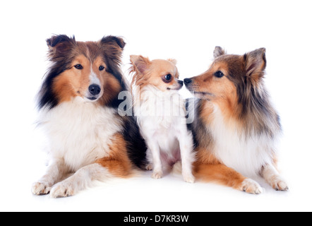 Portrait d'un chien de race shetland et chihuahua in front of white background Banque D'Images