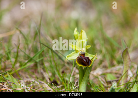 L'orchidée araignée (Ophrys sphegodes), Kent, UK, printemps Banque D'Images