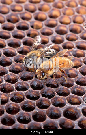 Une abeille africanisée (à gauche), et d'un nid d'abeille sur. Les abeilles sont très semblables et sont difficiles à distinguer à l'œil. Banque D'Images