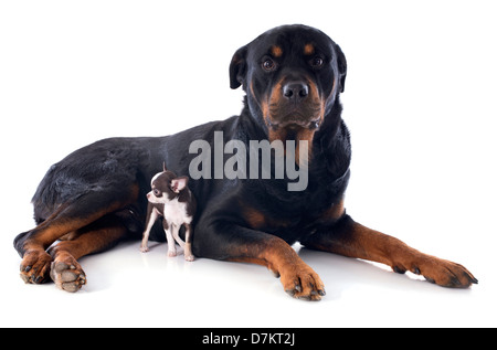 Portrait d'un chiot chihuahua pure race rottweiler et in front of white background Banque D'Images