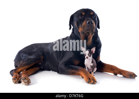Portrait d'un chiot chihuahua pure race rottweiler et in front of white background Banque D'Images