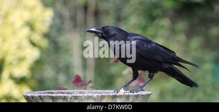 Corneille noire (Corvus corone) perché sur un jardin bain d'oiseaux Banque D'Images