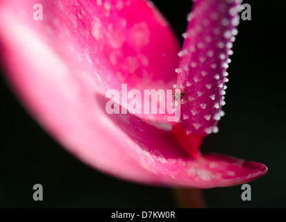 Close-up d'une fourmi grimpant sur le pistil d'un anthurium rouge Banque D'Images
