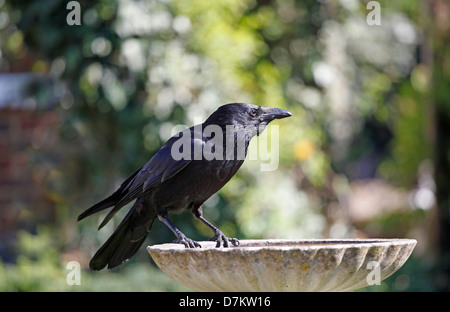 Corneille noire (Corvus corone) perché sur un jardin bain d'oiseaux Banque D'Images