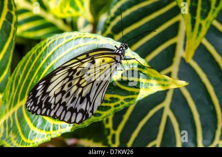 Idée papillon leucone reposant sur une feuille jaune et vert Banque D'Images
